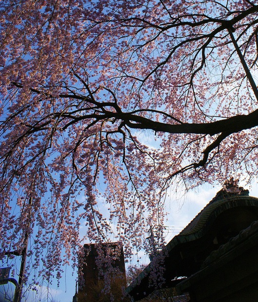 ～一度、塀の中からもこの桜を愛でてみたい～　有栖川宮旧邸「有栖館」の枝垂れ桜_b0063958_5212840.jpg