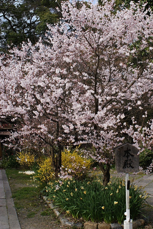 京都御苑　宗像神社の桜_b0063958_53529.jpg