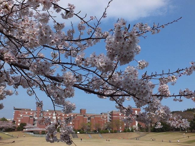 静岡県立大学 芝生公園 : あれこれ日記。