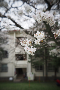 桜 - 懐かしい風景_f0214858_21211916.jpg