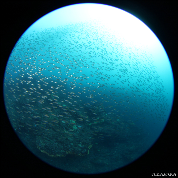 e0158261_88125.jpg