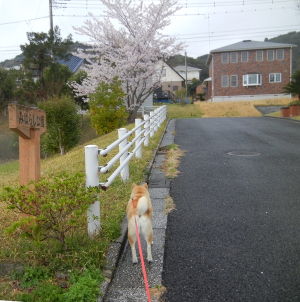 ’13,3,31(日)花冷えって今日のこと?_f0060461_16175589.jpg