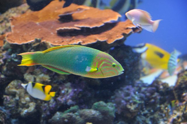 Day1-5・順路のない水族館_c0081462_2052097.jpg