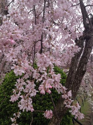 お花見!_c0131063_2356678.jpg