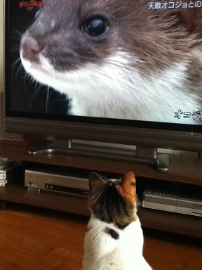 趣味はテレビ鑑賞 谷戸のどんづまりで猫と暮らすの記
