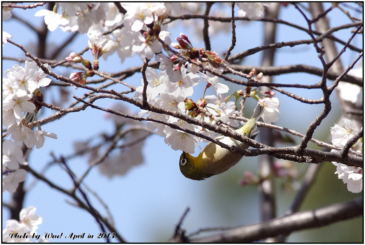 桜メジロ　－４_c0198669_21551686.jpg