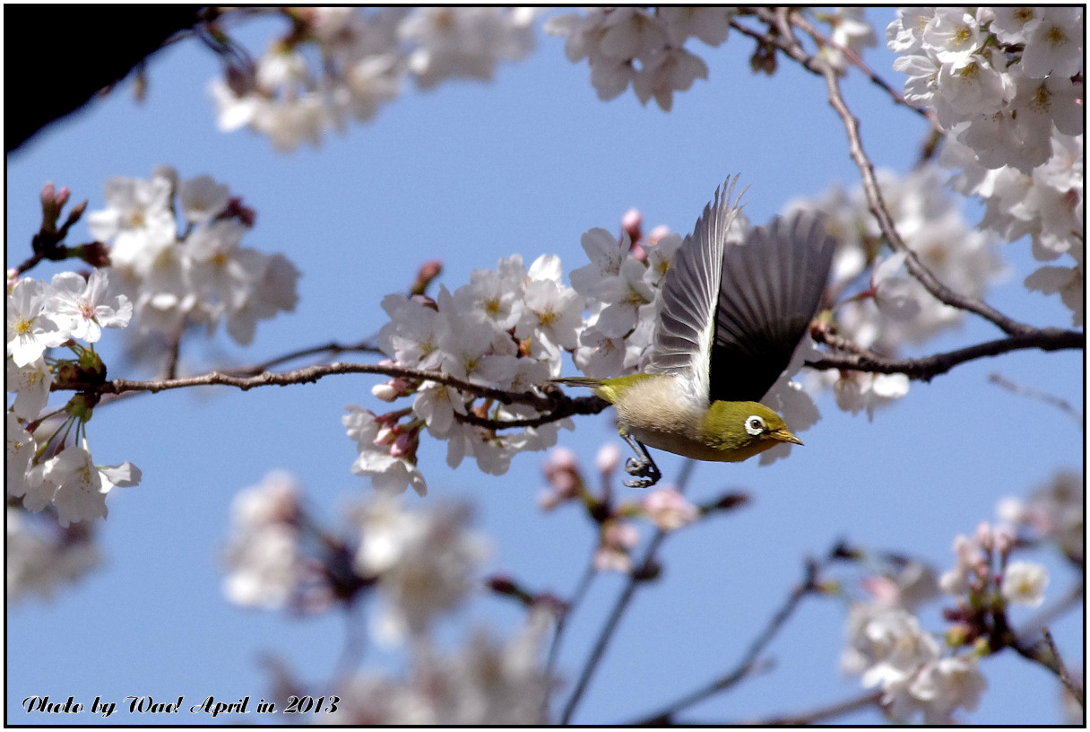 桜メジロ　－４_c0198669_21554757.jpg