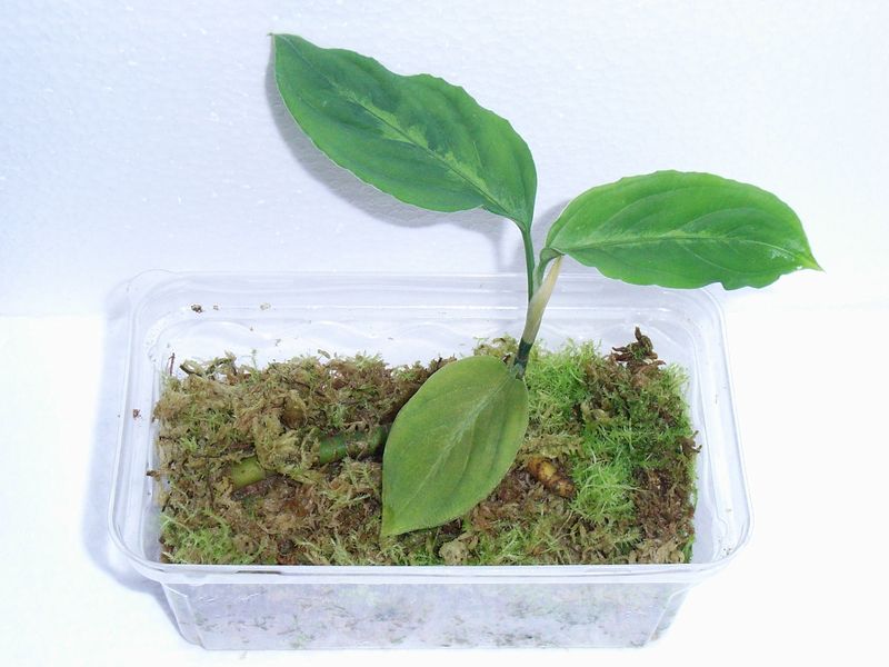 アグラオネマ 植え替え いろいろ Aqu Raceae アグラオネマ 植え替え いろいろ Aqu Raceae