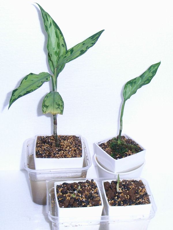 アグラオネマ 植え替え いろいろ : aqu@raceae アグラオネマ 植え替え いろいろ : aqu@raceae