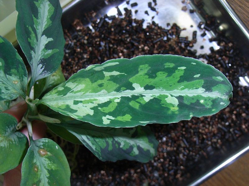 アグラオネマ 植え替え いろいろ : aqu@raceae アグラオネマ 植え替え いろいろ : aqu@raceae