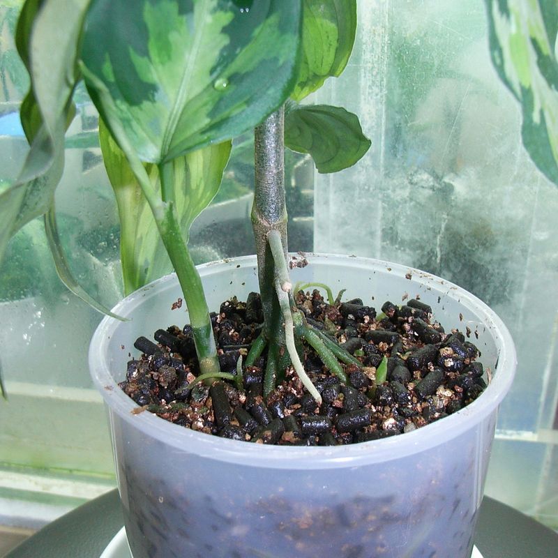 アグラオネマ 植え替え いろいろ : aqu@raceae アグラオネマ 植え替え いろいろ : aqu@raceae