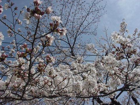 ☆今日のお花見☆_b0194872_0135351.jpg