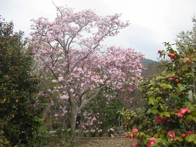 e0181373_20472010.jpg
