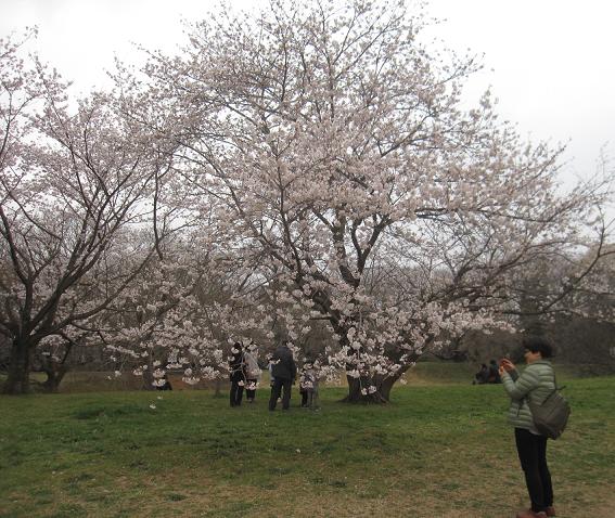 お花見・佐倉城址公園_b0019674_18846.jpg