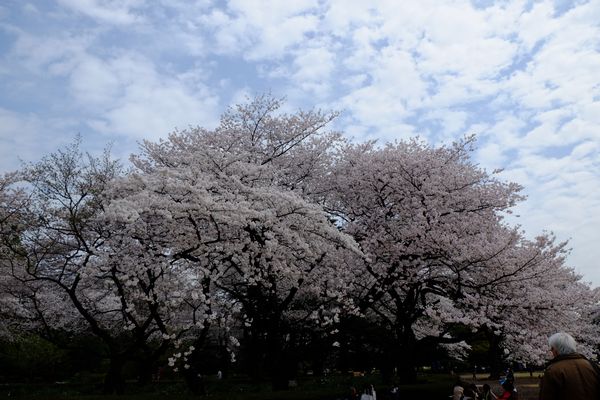 新宿御苑で花見_c0155474_2335960.jpg