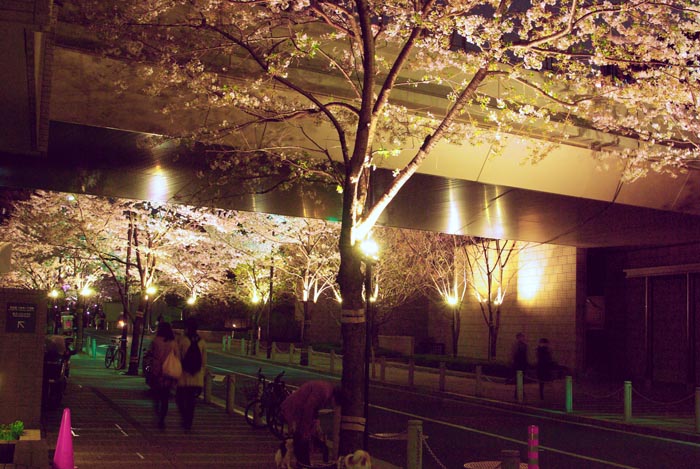 泉ガーデンの桜並木ライトアップ_a0196876_1372991.jpg