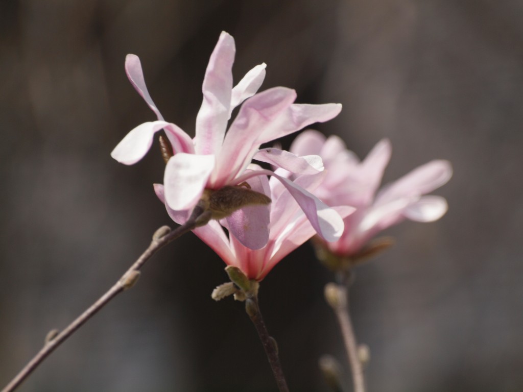 幣辛夷 シデコブシ の淡いピンクの花 自然風の自然風だより