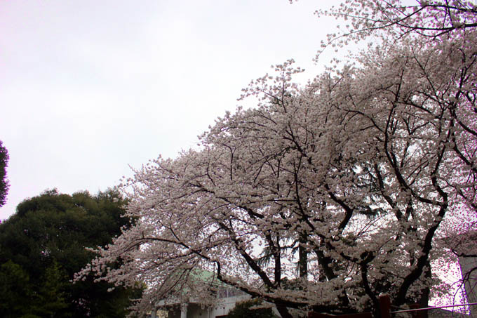 ご近所公園の桜_e0112077_428991.jpg