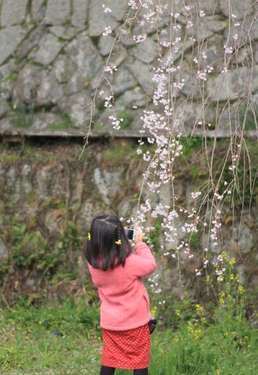 神原のしだれ桜_c0201878_1510925.jpg