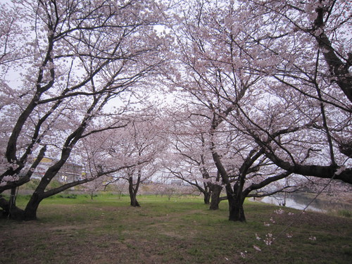 桜_e0254678_1412718.jpg