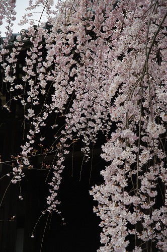 桜便り　～立本寺～_a0191088_17262660.jpg