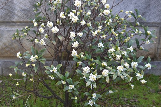 白い沈丁花　（父母の庭）_e0246788_10463179.jpg