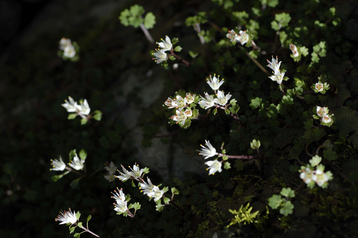 渓流の花・Ⅰ＜花猫の目　群生＞_e0248688_133328100.gif