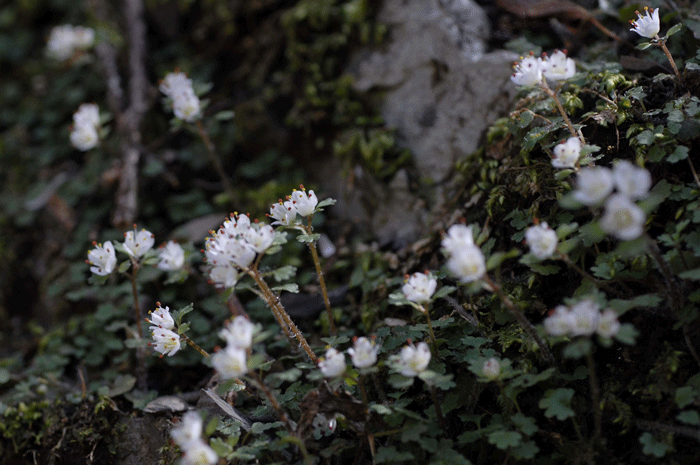 渓流の花・Ⅰ＜花猫の目　群生＞_e0248688_13344880.gif