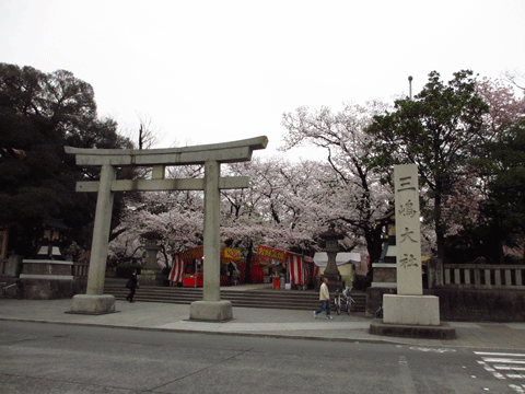 桜満開の三島神社_f0110488_23485516.gif