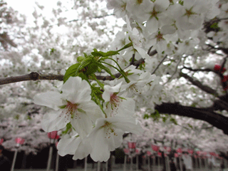 桜満開の三島神社_f0110488_23535724.gif