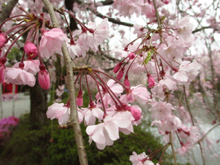 桜満開の三島神社_f0110488_23541369.gif