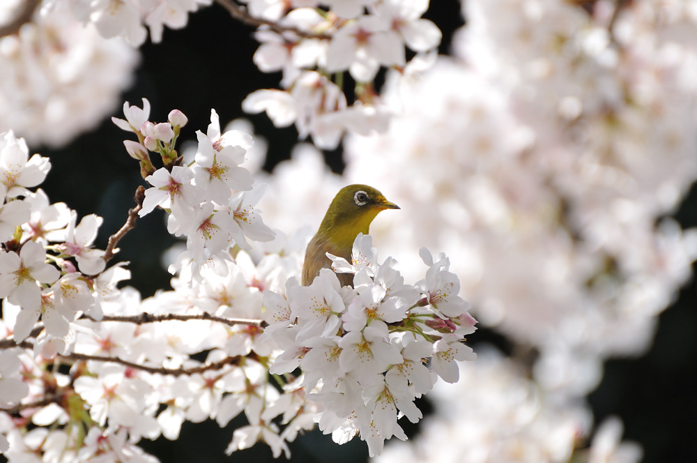 2013 03 30 服部君の桜とメジロ_a0143491_22513459.jpg