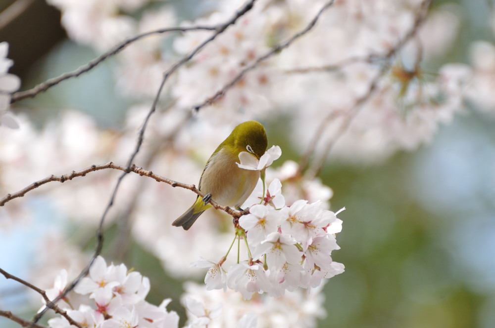 2013 03 30 服部君の桜とメジロ_a0143491_2253233.jpg