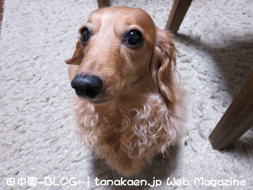 バーニーたん ♪ 9歳になりました！_b0200291_22302889.jpg