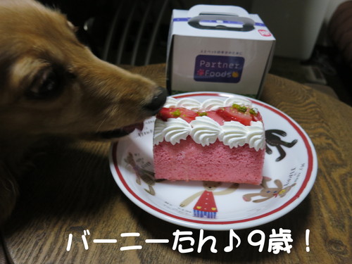 バーニーたん ♪ 9歳になりました！_b0200291_2274776.jpg