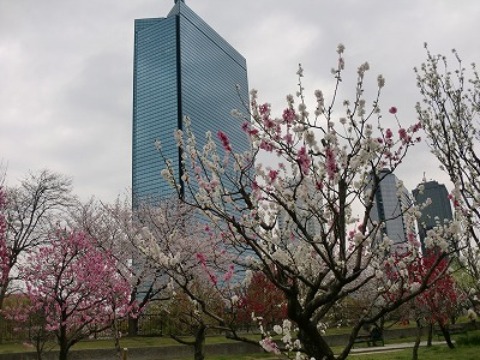 2013桜全集　大阪城・大川／桃園／片野桜　　　　　　　　　　　　　　　　　３月31日（日）ＲＵＮ：40㎞_b0176192_16313246.jpg