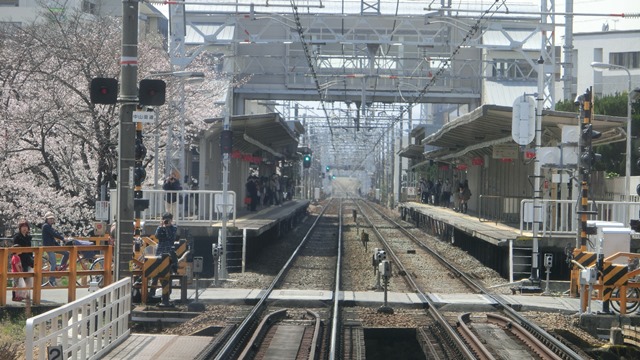 阪急電車桜状況武庫之荘駅は最高、夙川のさくらは満開、阪急沿線の桜は日本一、西宮のさくらは最高_d0181492_0124256.jpg