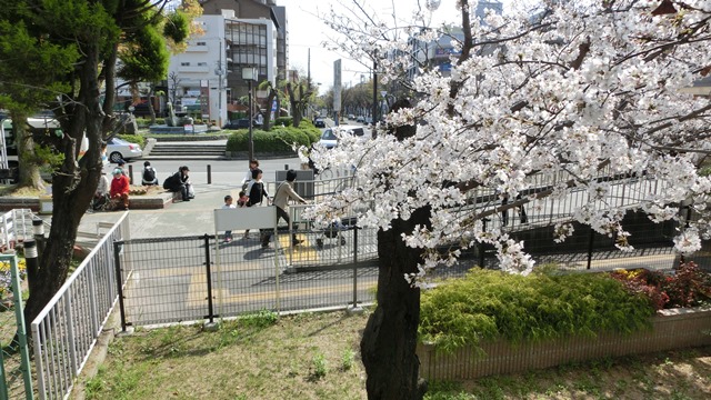 阪急電車桜状況武庫之荘駅は最高、夙川のさくらは満開、阪急沿線の桜は日本一、西宮のさくらは最高_d0181492_013485.jpg