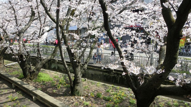 阪急電車桜状況武庫之荘駅は最高、夙川のさくらは満開、阪急沿線の桜は日本一、西宮のさくらは最高_d0181492_0145566.jpg