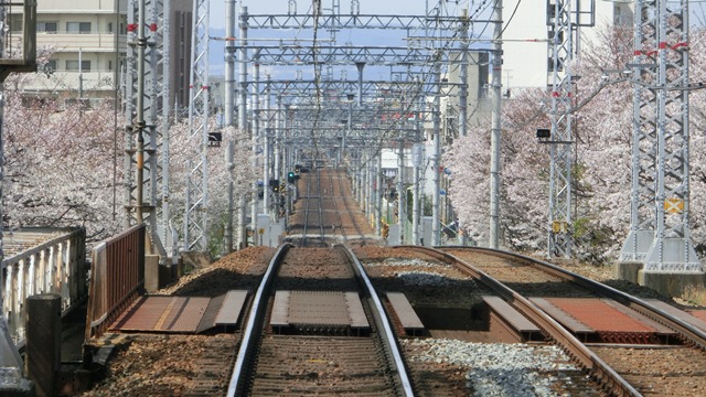 阪急電車桜状況武庫之荘駅は最高、夙川のさくらは満開、阪急沿線の桜は日本一、西宮のさくらは最高_d0181492_0164266.jpg