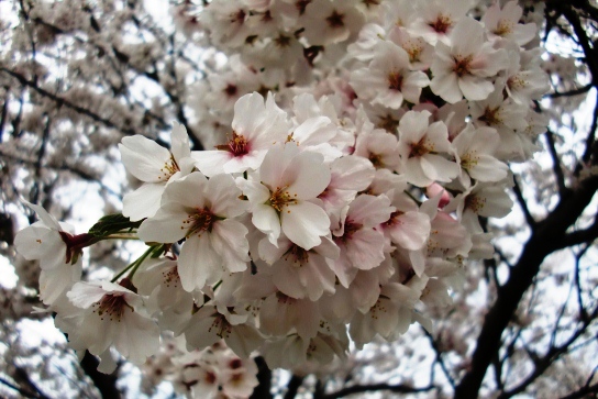 近くの公園にも桜が咲きました♪_f0212993_22217100.jpg