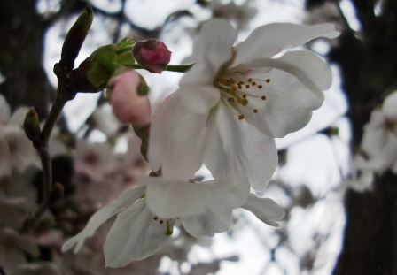 近くの公園にも桜が咲きました♪_f0212993_2224659.jpg