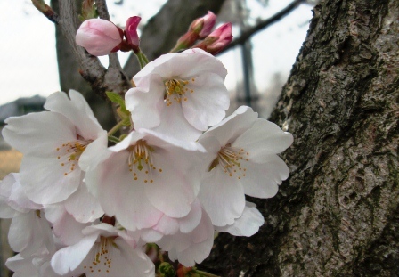 近くの公園にも桜が咲きました♪_f0212993_223227.jpg