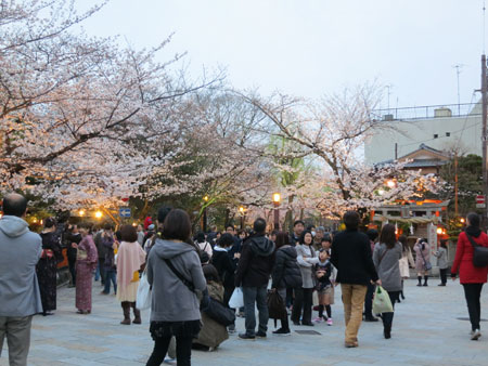 桜は満開近し〜_c0108595_402851.jpg