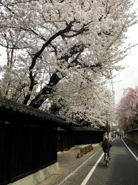 板橋区　東京都_a0078397_10462238.jpg