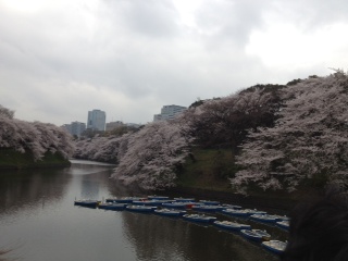 2013年の桜(7)_b0129897_8171183.jpg