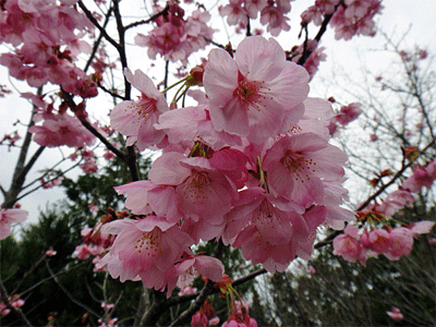 b0108100_2211193.gif
