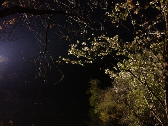 a0050302_11621.jpg