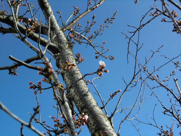 遊歩道も桜が咲いたよ♪_d0243802_1038173.jpg