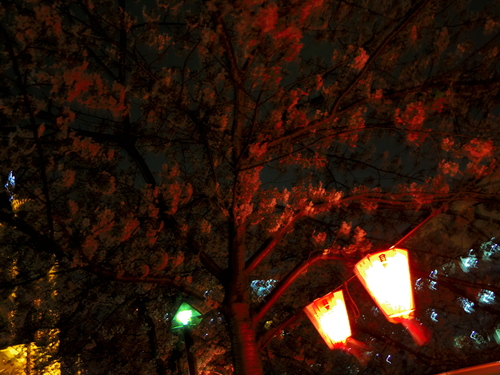 イ・ロッタ@目黒にてディナー&雅叙園&目黒川の夜桜など_e0123104_7134612.jpg